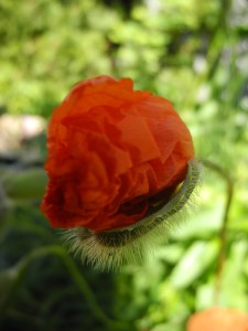 a poppy opening...