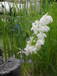 a beautiful stem of orchids with an amazing dragonfly... two of my favourite things...