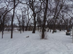 bridge through the trees...