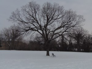 winter view of tree with snow on it...