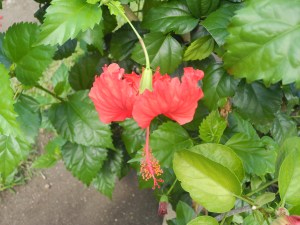 beauty is everywhere..