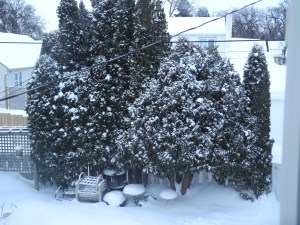 cedars in their snow outfits...