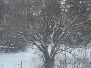 trees outlined with snow...