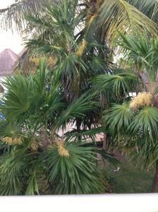 outside my room a week ago...