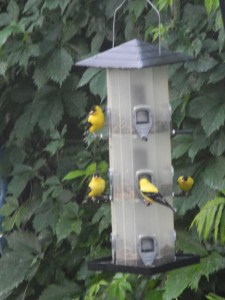 the fifth one was around back...