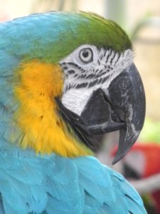 beautiful blue parrot looking right at me...