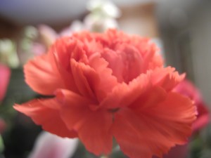 carnation from Valentine bouquet...