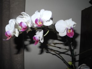 white with purple...