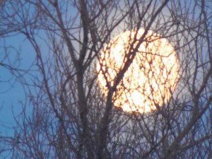 through the trees...