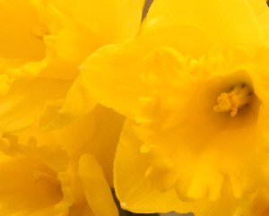 bright Spring daffodils...