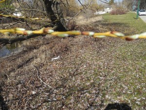 buds on the trees March 25, 2012