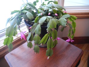 tons of blooms in these days of moving forward...