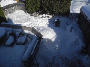 the garden this year...