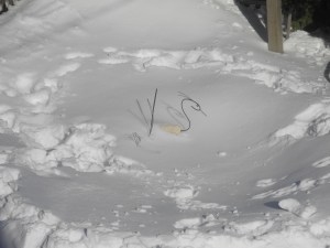 heron, nearly run over...