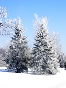 trees covered in hoarfrost...