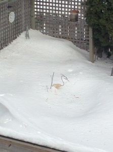 the snow is above the heron's belly... first time ever...