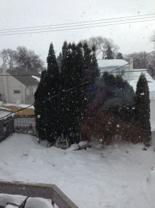 huge snowflakes falling this afternoon...