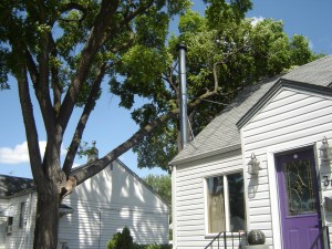still see a whole in the sky where this elm tree used to be...