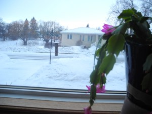 flowers blooming inside and snow covered outside...
