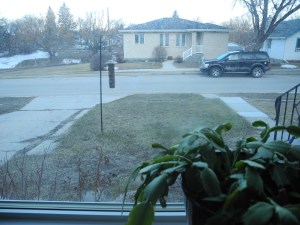 yesterday morning... no snow in the front yard...