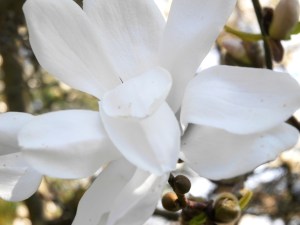 Magnolia blossom...