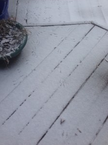 footprints in the snow...