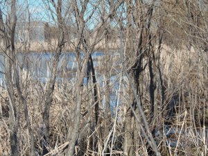 had to take a few shots of the pond...