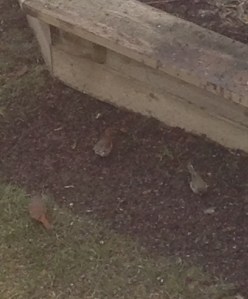 maybe different variety of Junco...