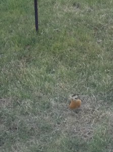 robin gathering nesting materials...
