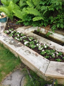 bed filled with impatiens... mainly white with a hint of pink...