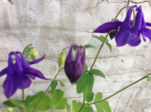 columbine...