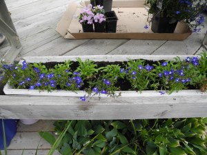 planters around the deck...