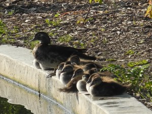 ducks lined up all in a row...