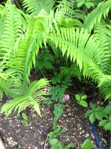 bleeding hearts and ferns are happy...