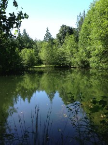 the pond outside of Melody...