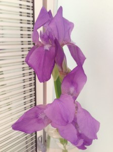 iris from the garden that George had planted a few years ago...