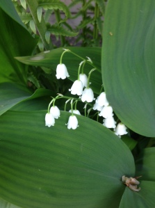 lily of the valley...