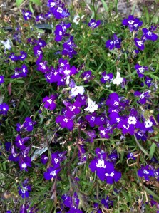 lobilia wanting to be planted, maybe tomorrow night it will make it into the flower boxes...