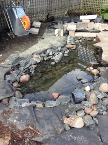 today's view of the pond...