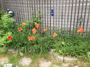 poppies blooming this morning...