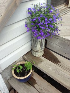 two more pots planted...