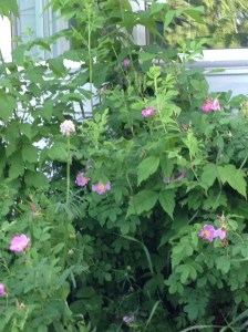 wild roses in front bed...