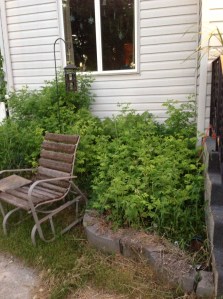 front left flower bed overrun by wild roses...