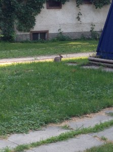 bunny we spotted on our walk to get dinner...