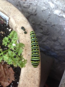 caterpillar crawling around the parsley pot...
