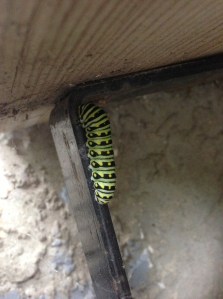 caterpillar hanging from the step this morning...