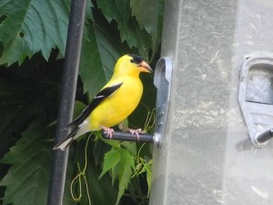 goldfinch boy...