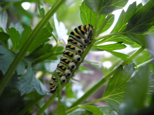 swallowtail caterpillar eating the flat leafed parsley...