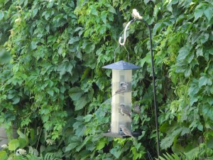 sparrows taking turns at the feeder...