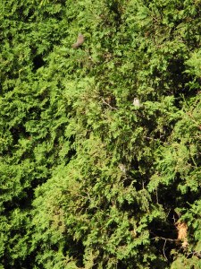 sparrows sitting in the cedars...
